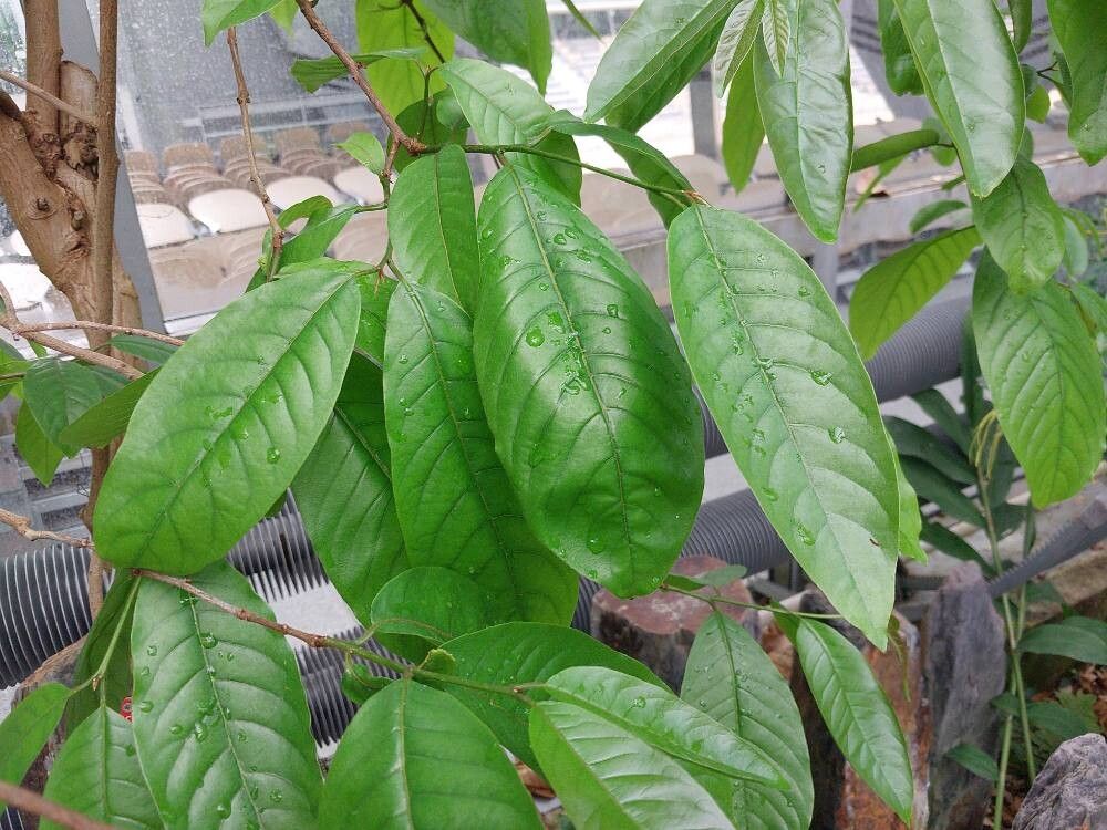 Terminalia citrina — houseplant care guide