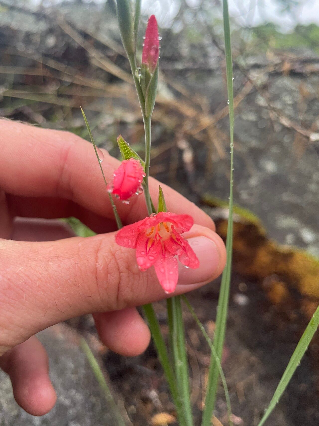 Gladiolus oligophlebius flower