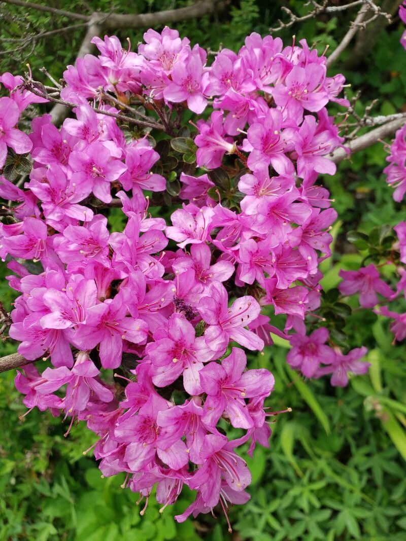 Rhododendron obtusum flower
