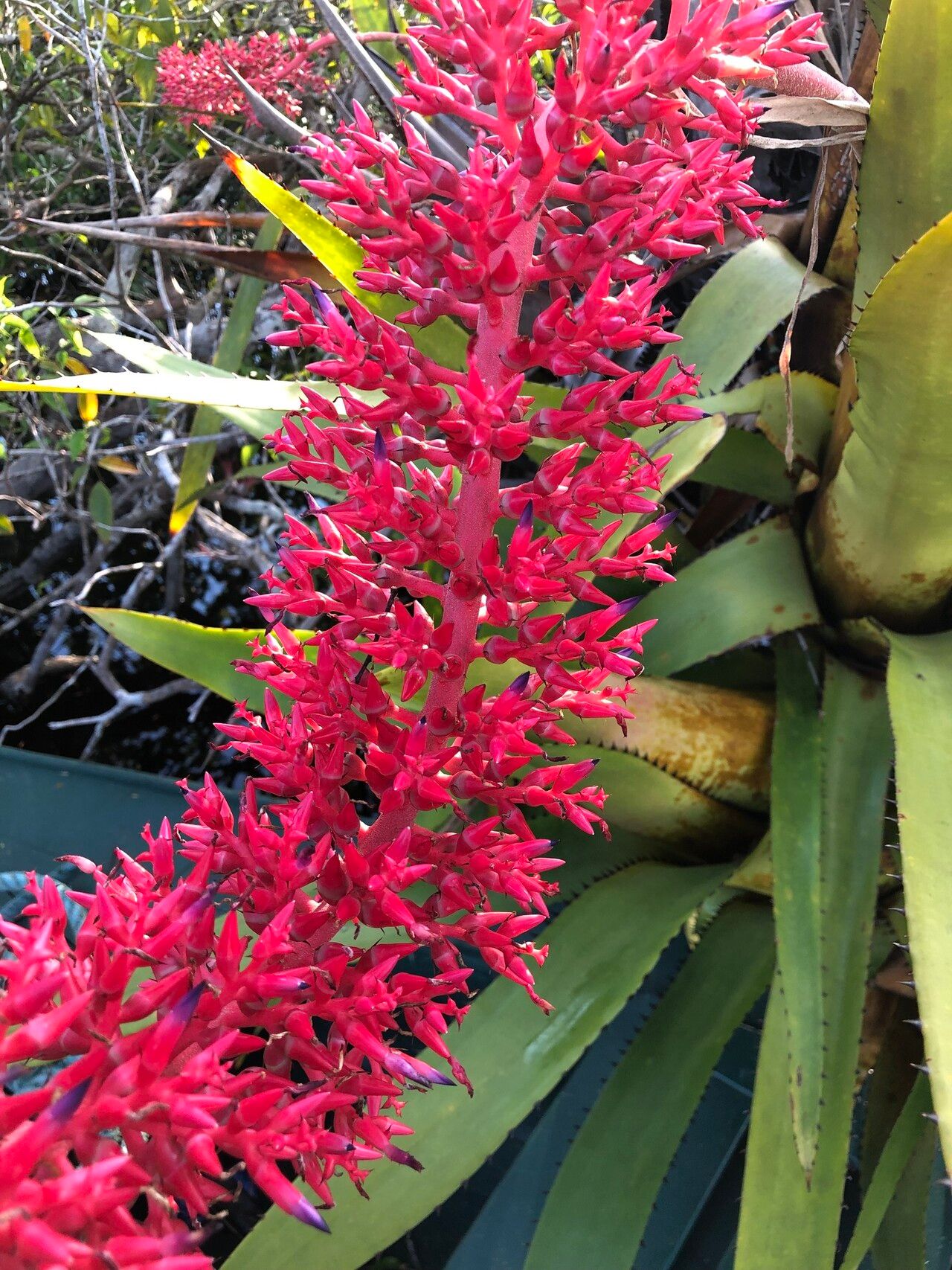 Aechmea huebneri flower