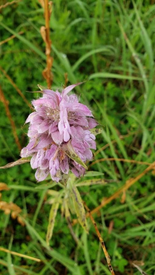 Blephilia ciliata flower