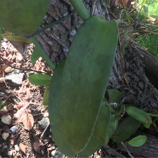 Vanilla pompona — search result for 'Vanilla'