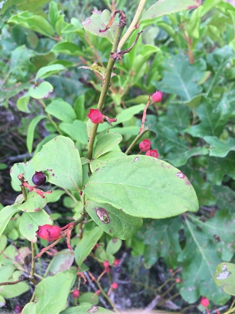Vaccinium pallidum fruit