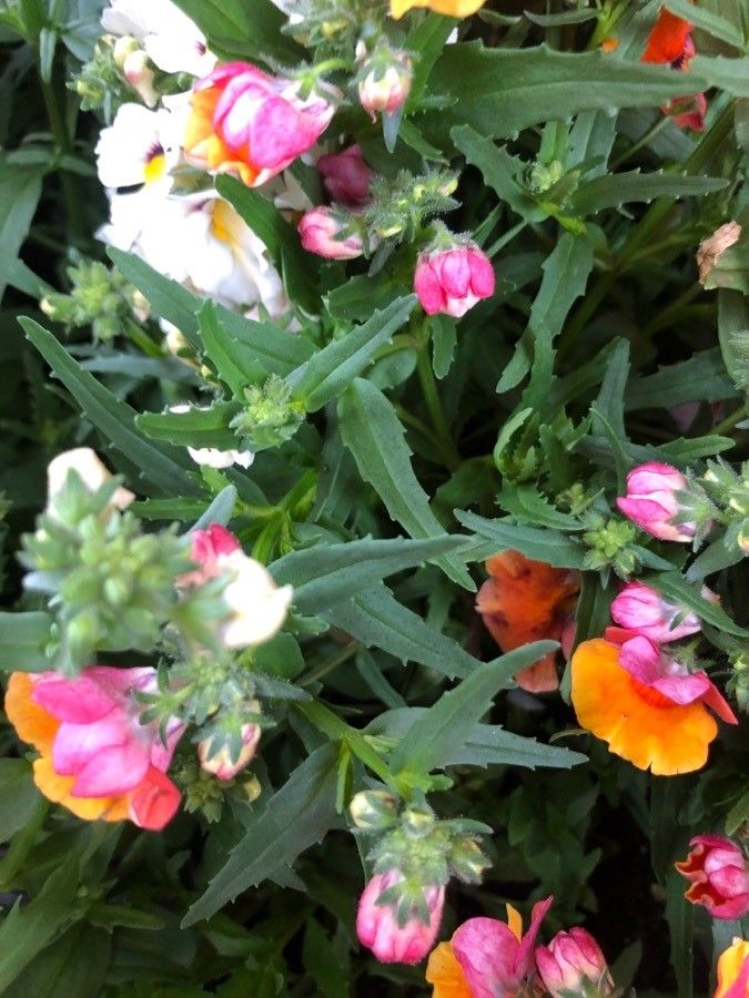 Nemesia strumosa — search result for 'Scrophulariaceae'