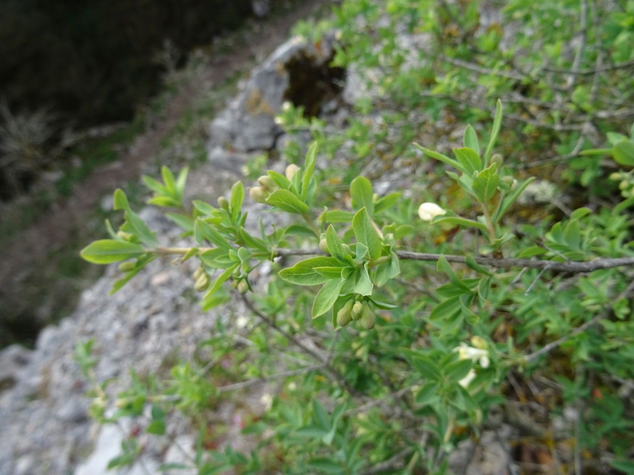 Lonicera pyrenaica leaf