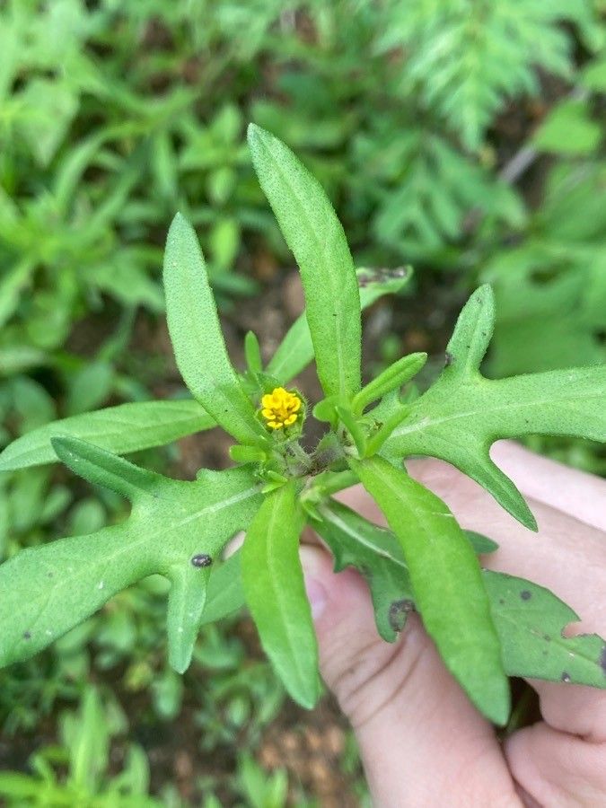Melampodium sericeum leaf