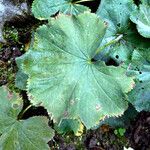 Alchemilla mollis