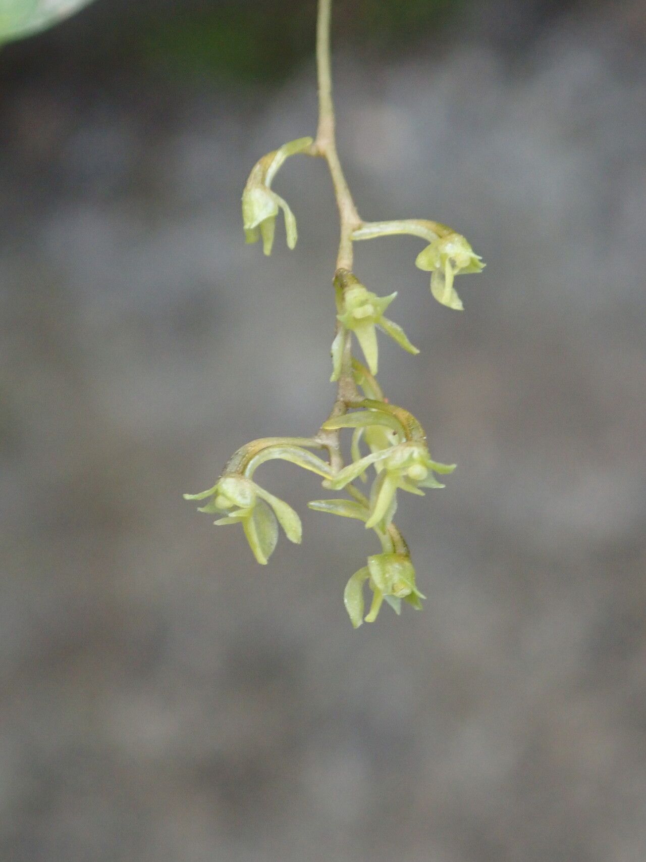 Angraecopsis elliptica — related species from the same genus