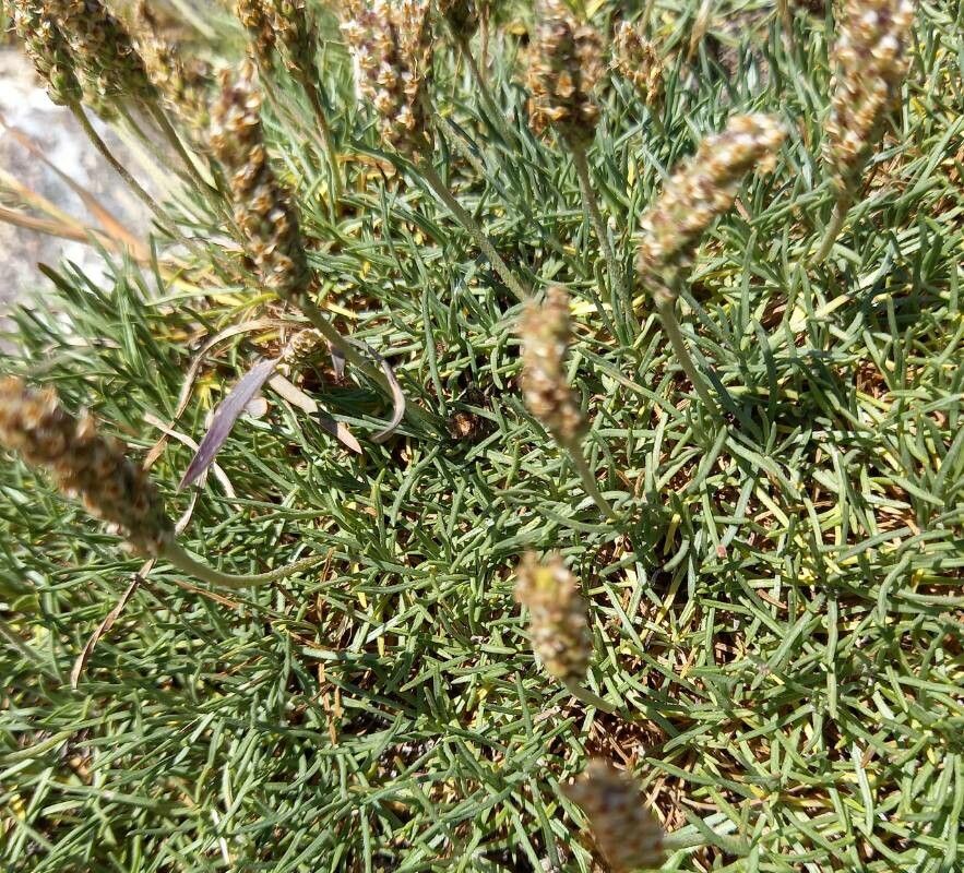 Plantago subulata fruit