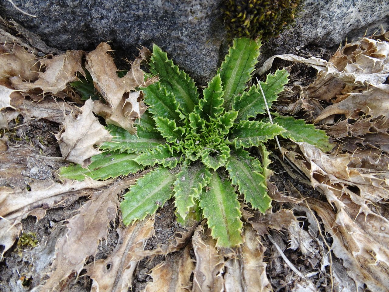 Cirsium nivale leaf