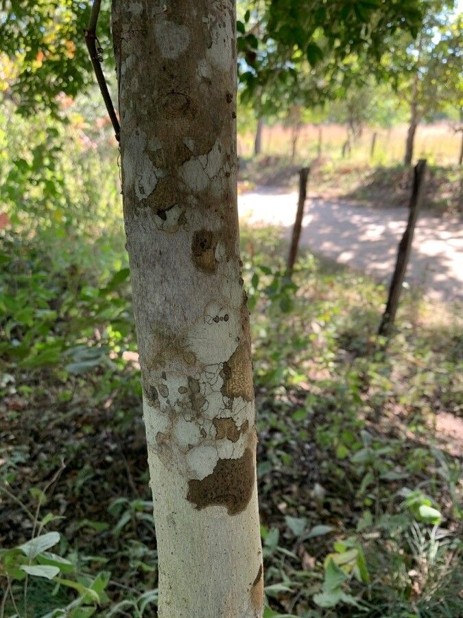 Casearia praecox bark