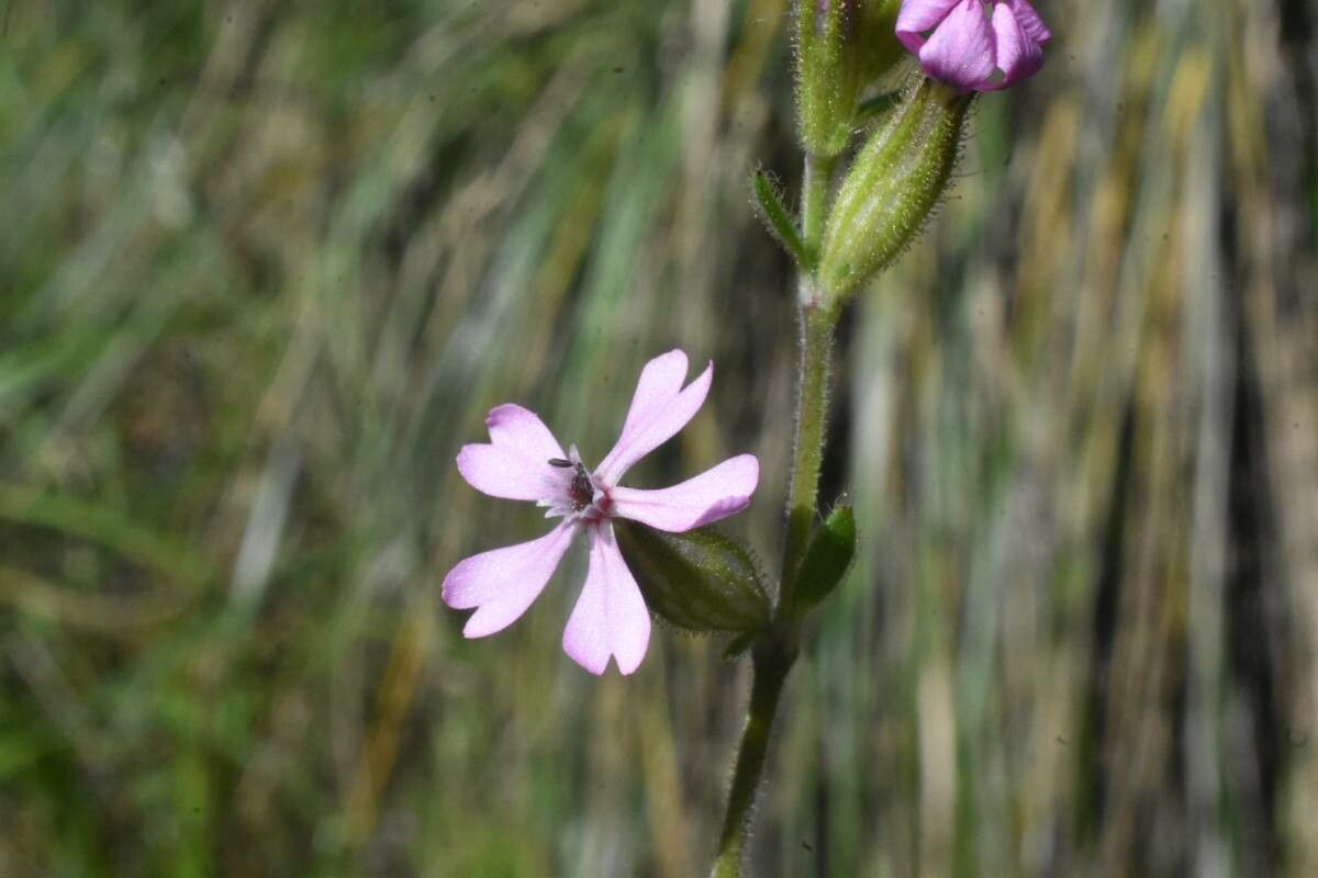 Silene mutabilis flower