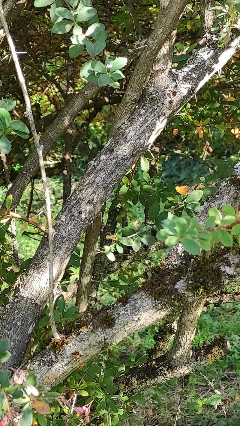 Berberis temolaica bark