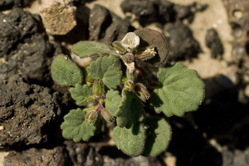 Phacelia rotundifolia habit
