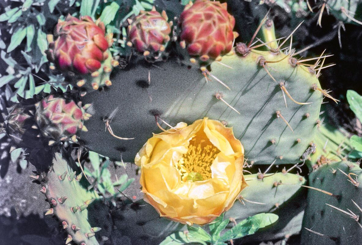 Opuntia littoralis flower