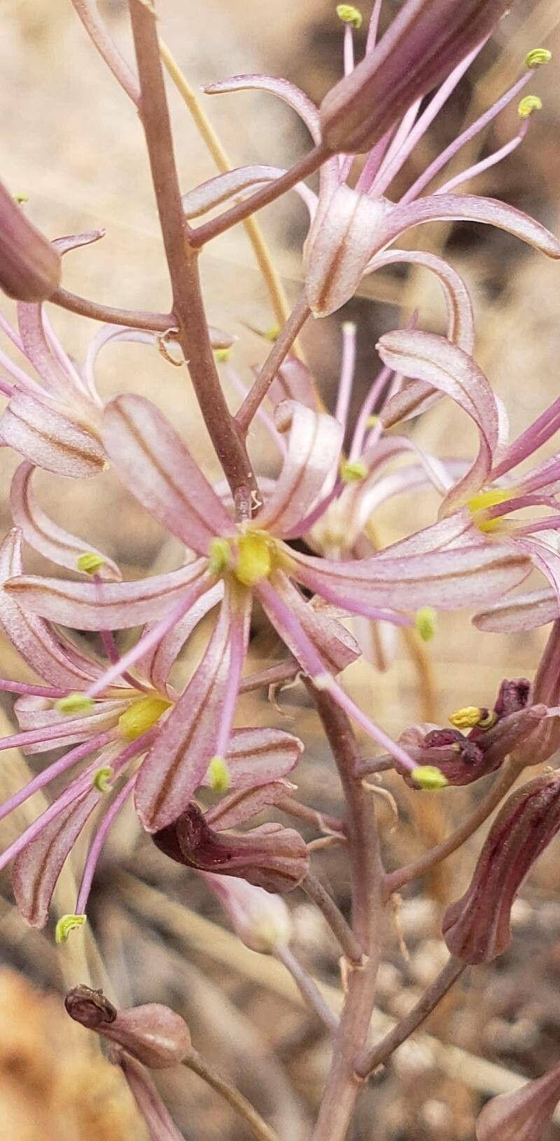 Drimia purpurascens flower