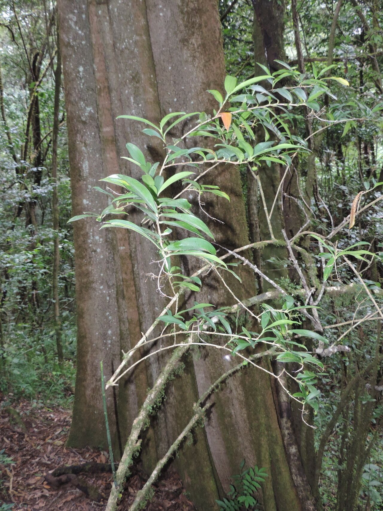 Dracaena laxissima habit