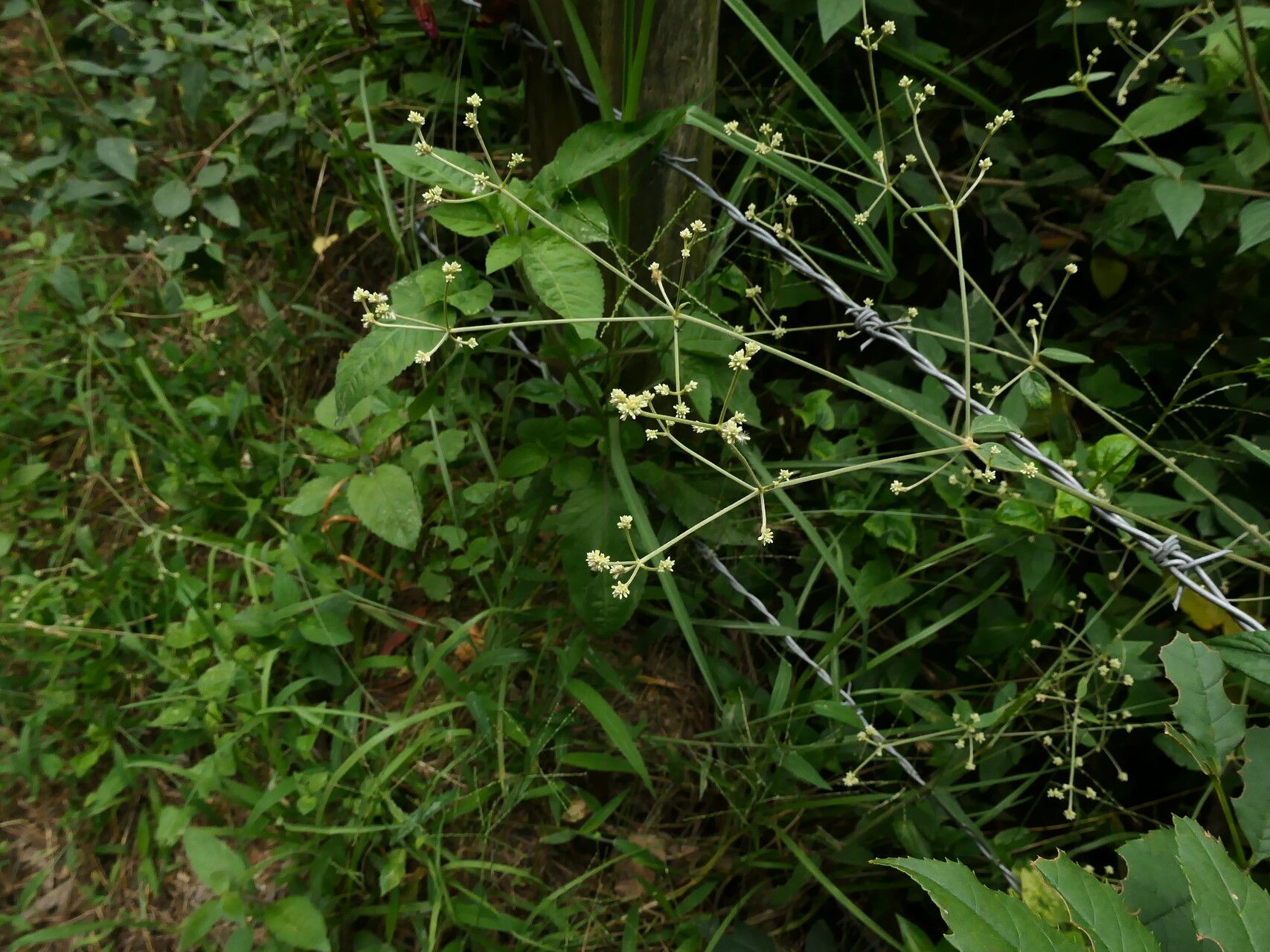 Pfaffia iresinoides habit