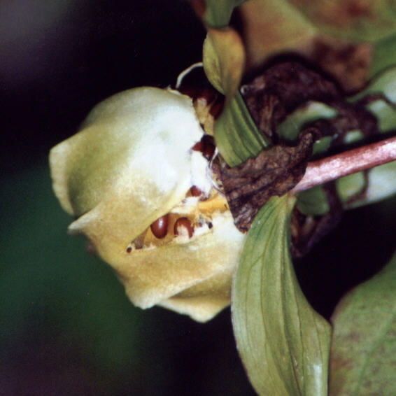 Trillium ovatum fruit