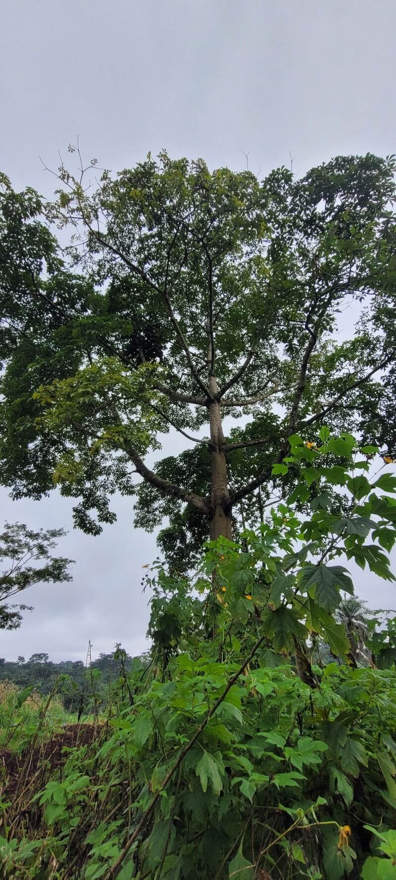 Aesculus × bushii habit