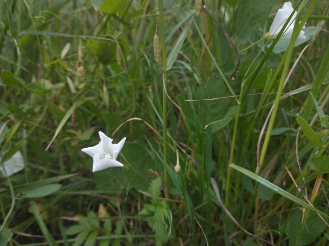 Ipomoea tenuiloba — search result for 'Ipomoea'