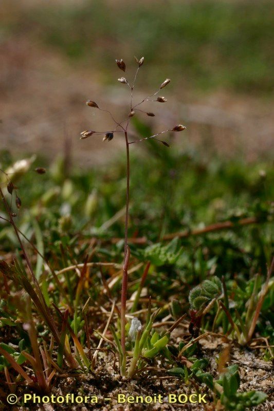 Molineriella minuta habit