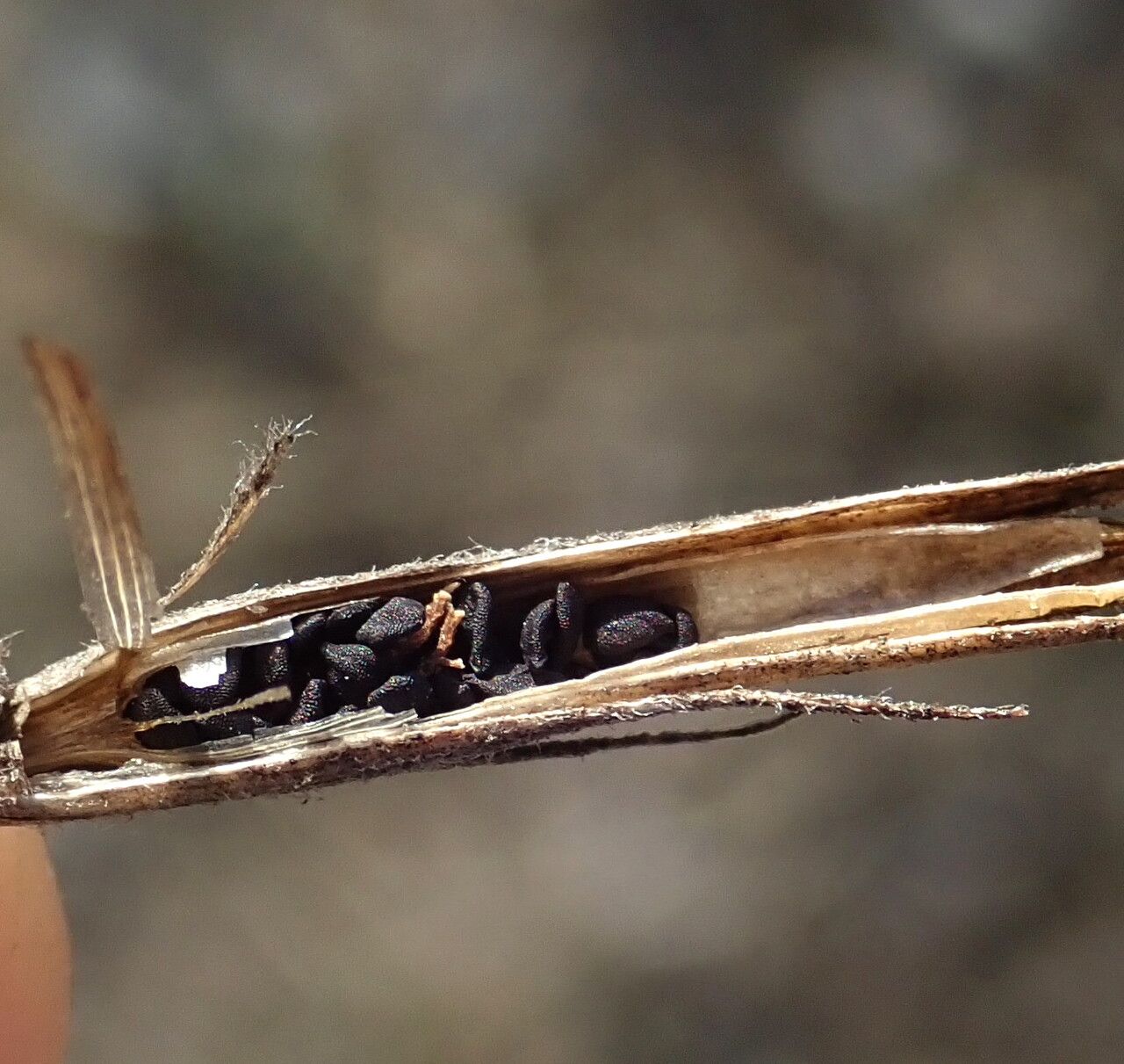 Dianthus armeria fruit