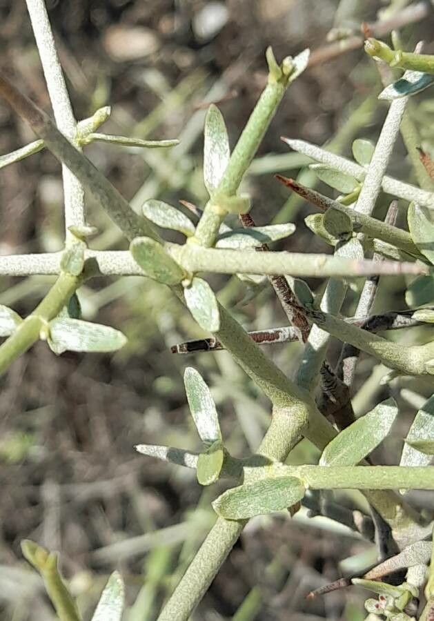 Tricomaria usillo — search result for 'Malpighiaceae'