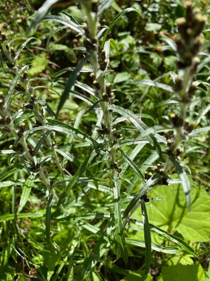 Gnaphalium sylvaticum — houseplant care guide