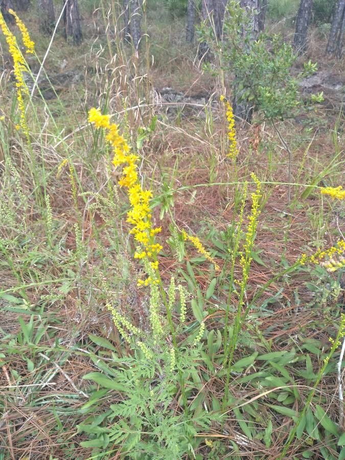 Solidago stricta — search result for 'Solidago'