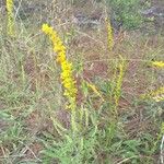 Solidago stricta