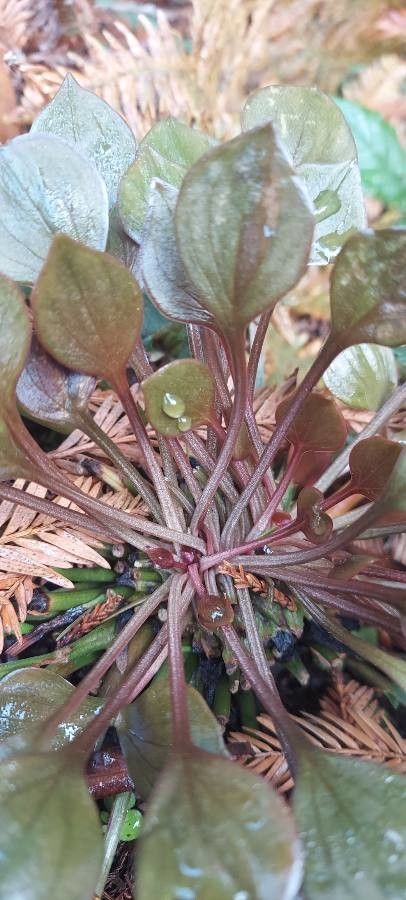 Claytonia rubra — search result for 'Montiaceae'