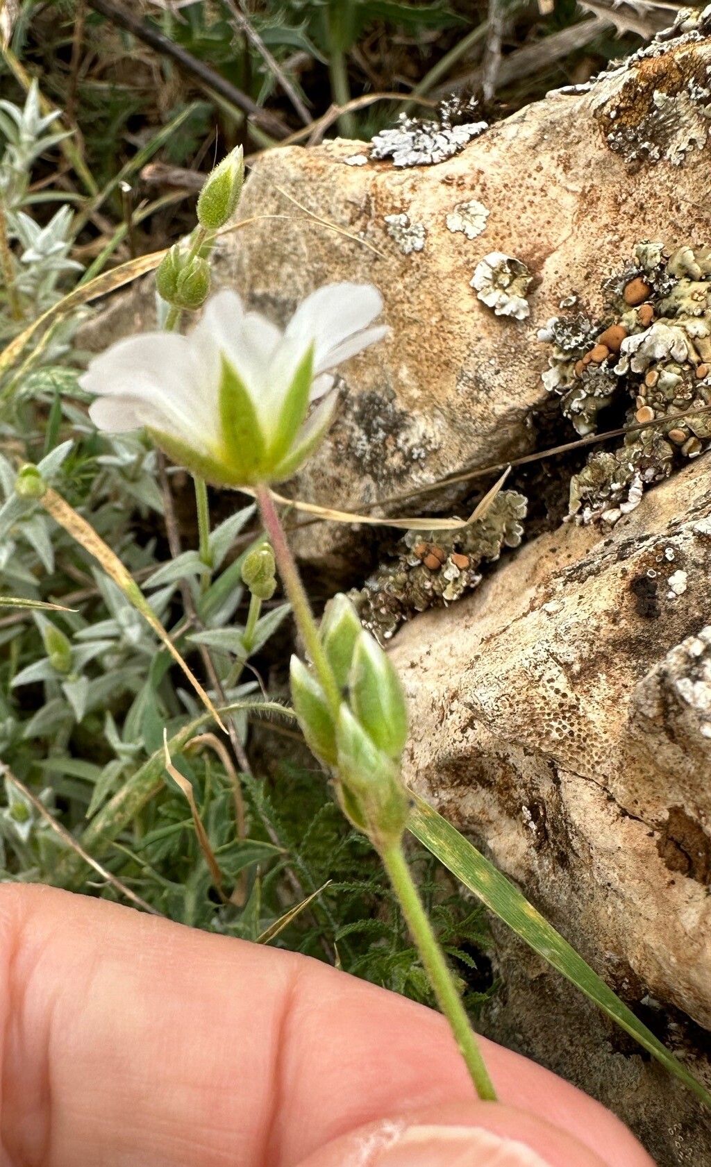 Cerastium gibraltaricum flower