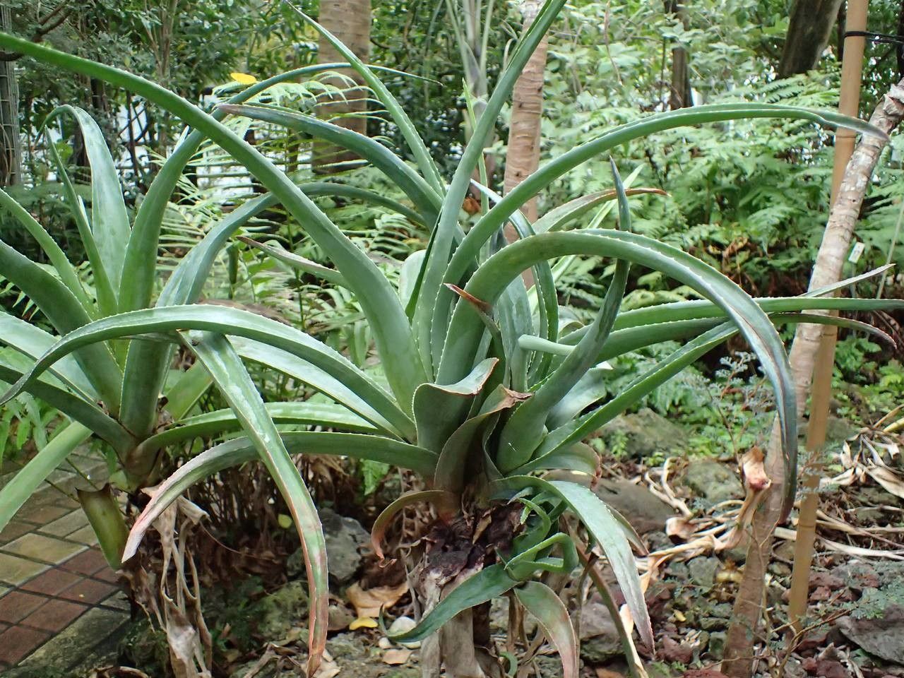 Aloe aldabrensis