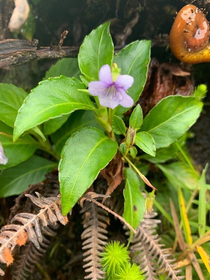 Viola stipularis flower