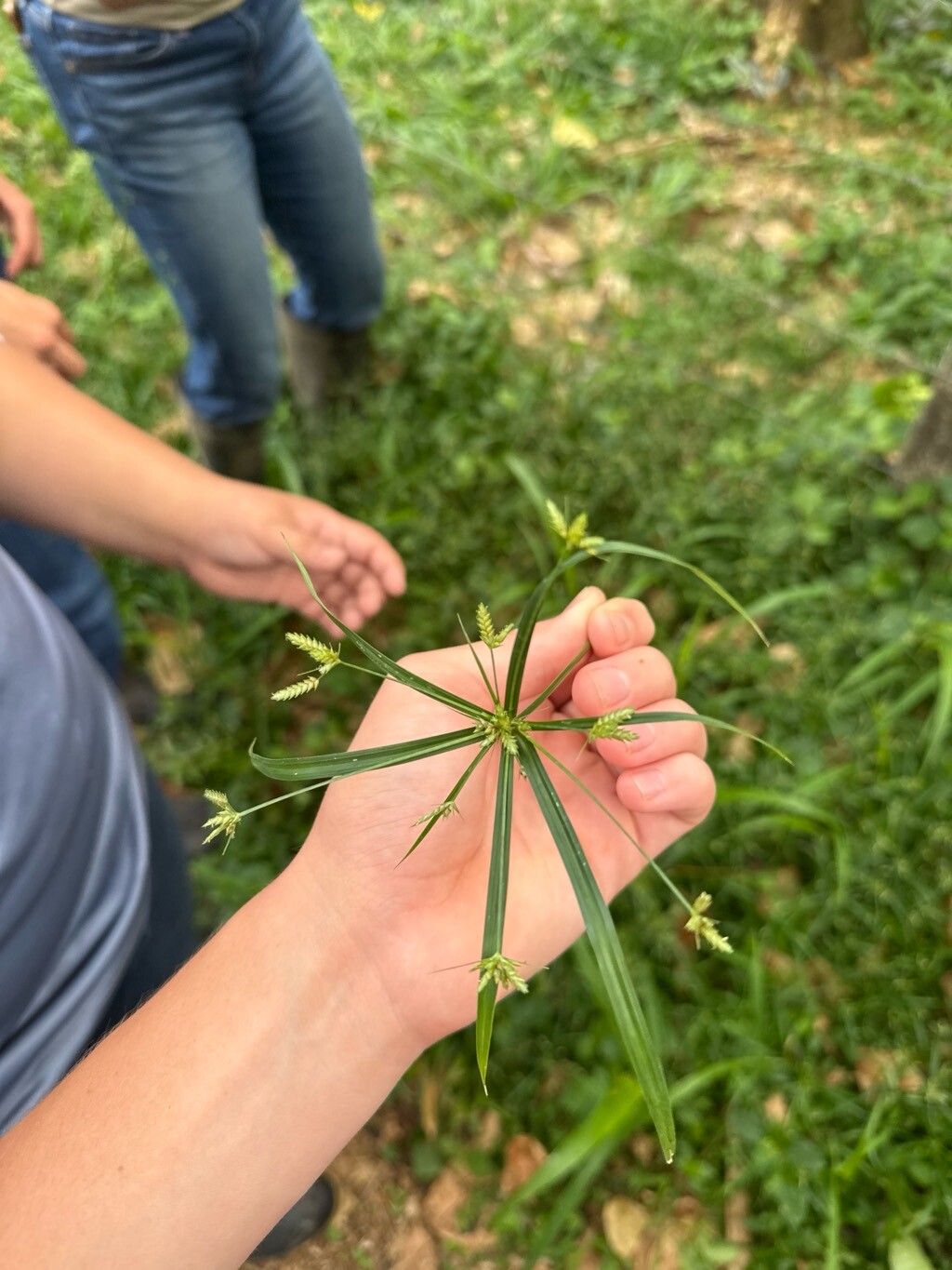 Cyperus simplex — houseplant care guide