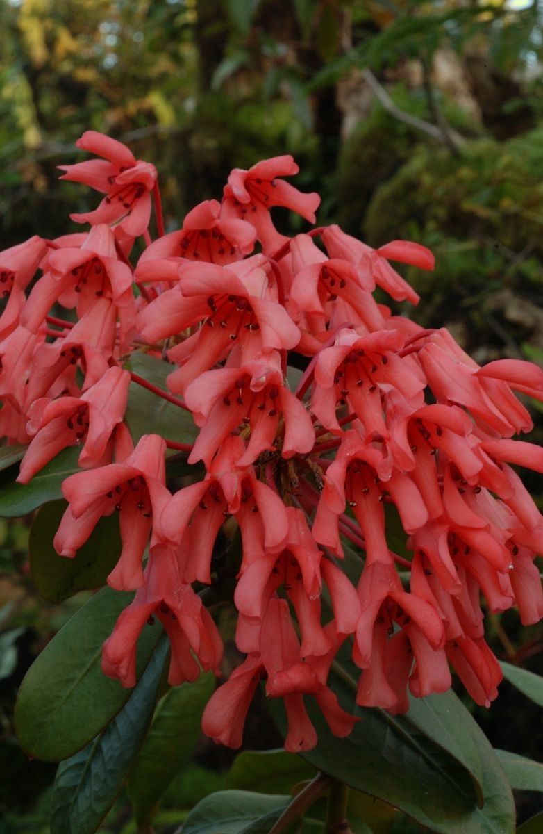 Rhododendron crassifolium — houseplant care guide