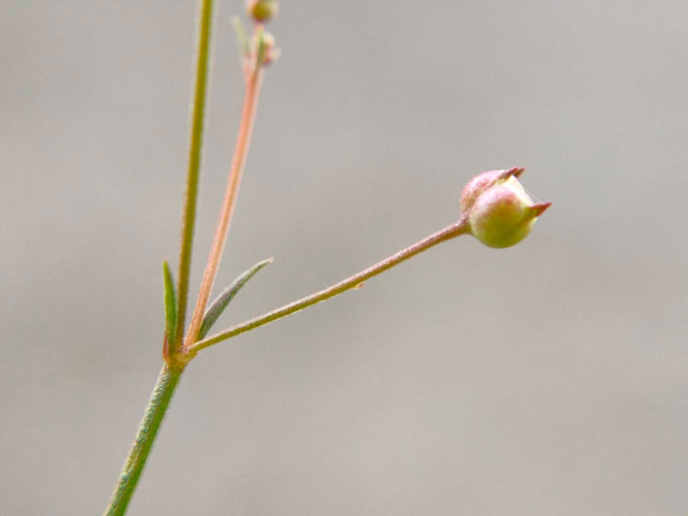 Oldenlandia herbacea fruit