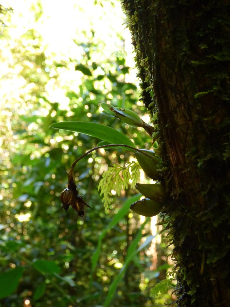 Bulbophyllum variegatum habit