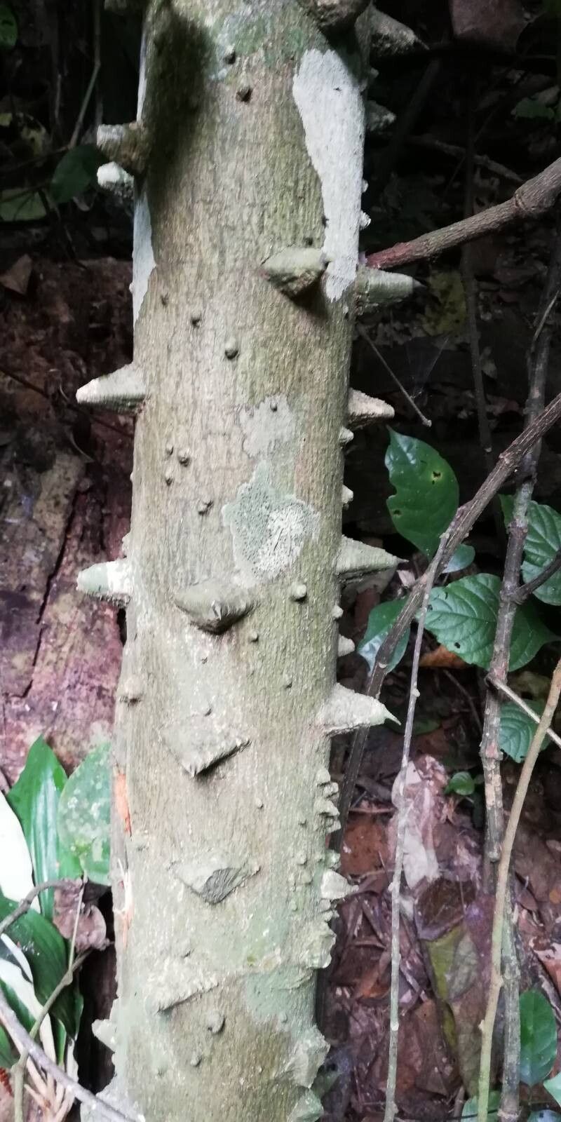 Zanthoxylum heitzii bark