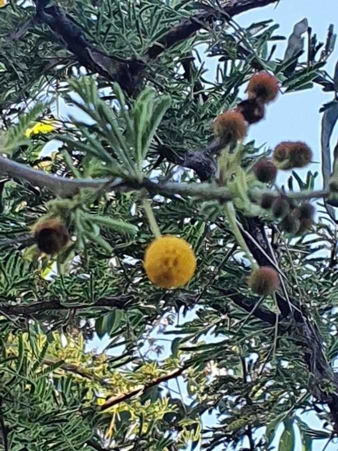Acacia hockii flower