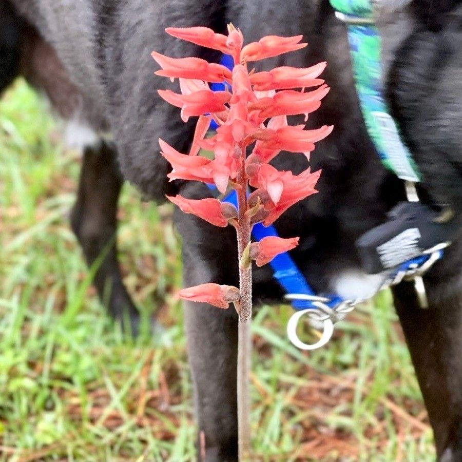 Sacoila lanceolata flower