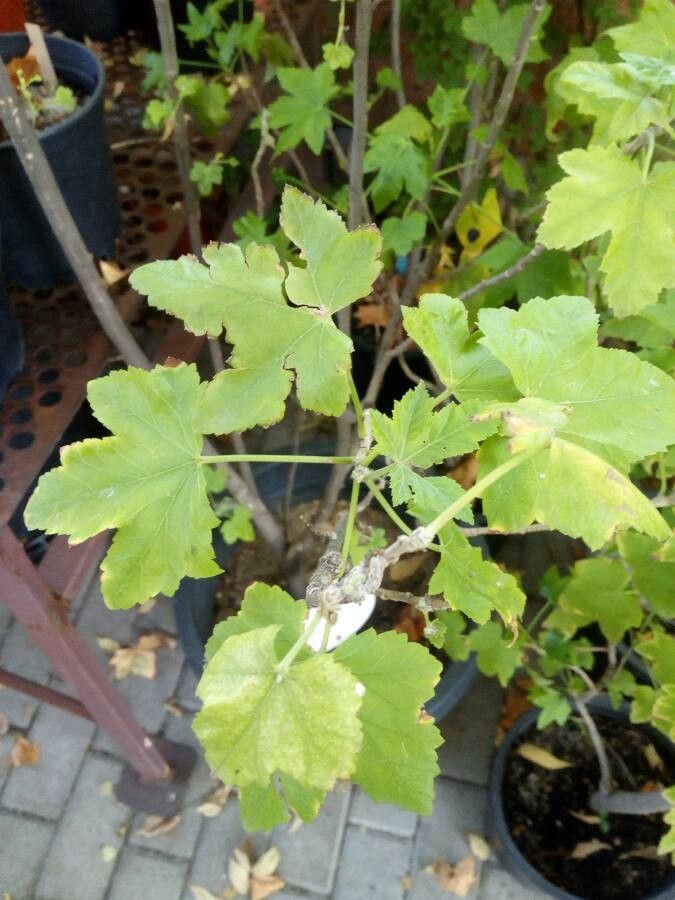 Lavatera phoenicea leaf
