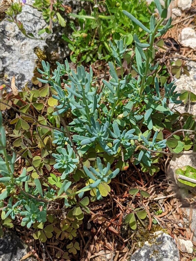 Aethionema grandiflorum — search result for 'northern Iran'