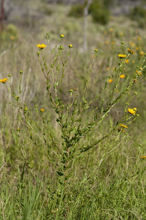 Grindelia grandiflora habit