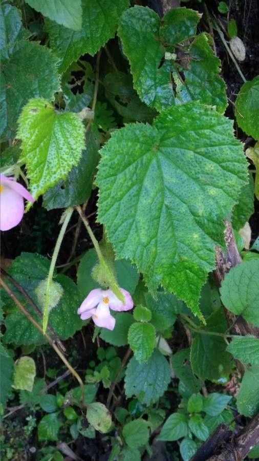 Macaranga peltata — search result for 'Sri Lanka'