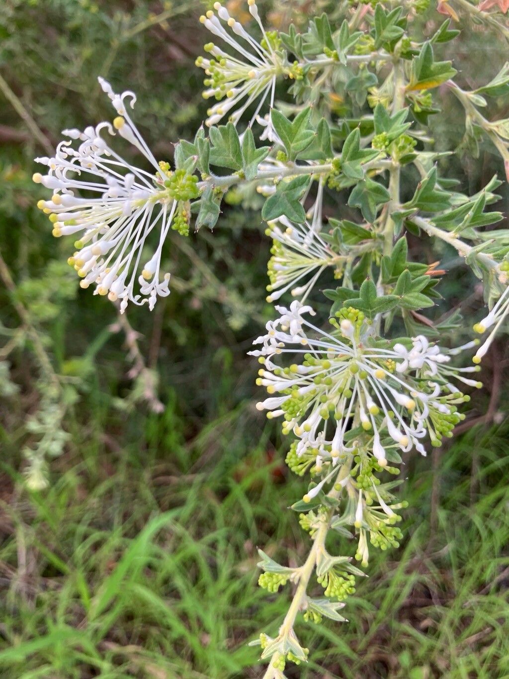 Grevillea vestita — search result for 'Grevillea'