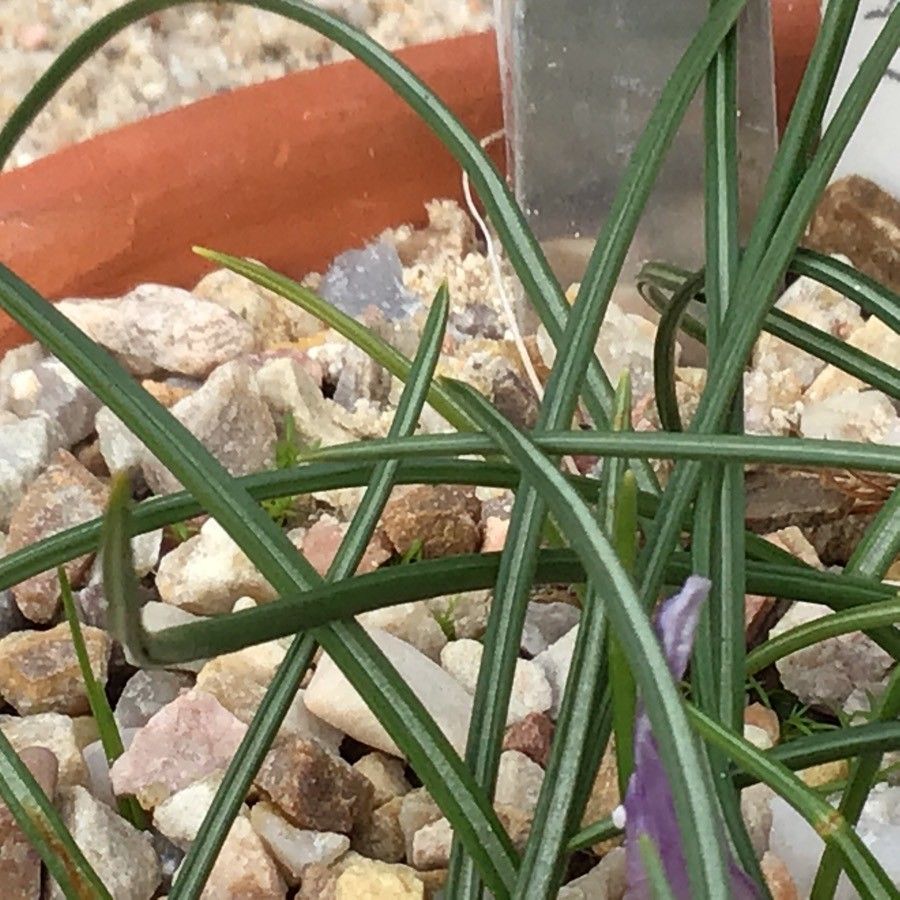 Crocus serotinus leaf