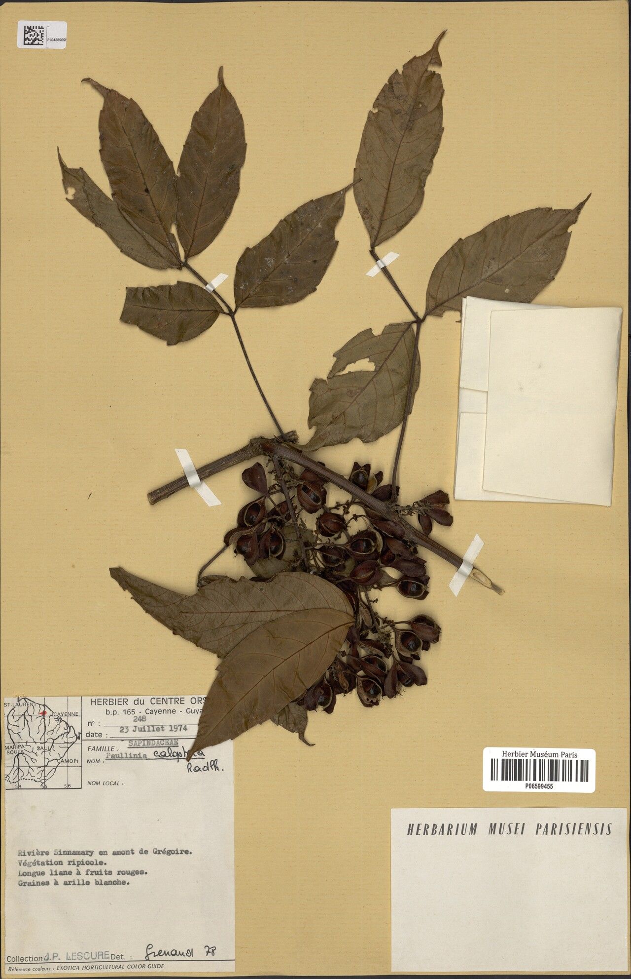 Paullinia caloptera — search result for 'Paullinia'