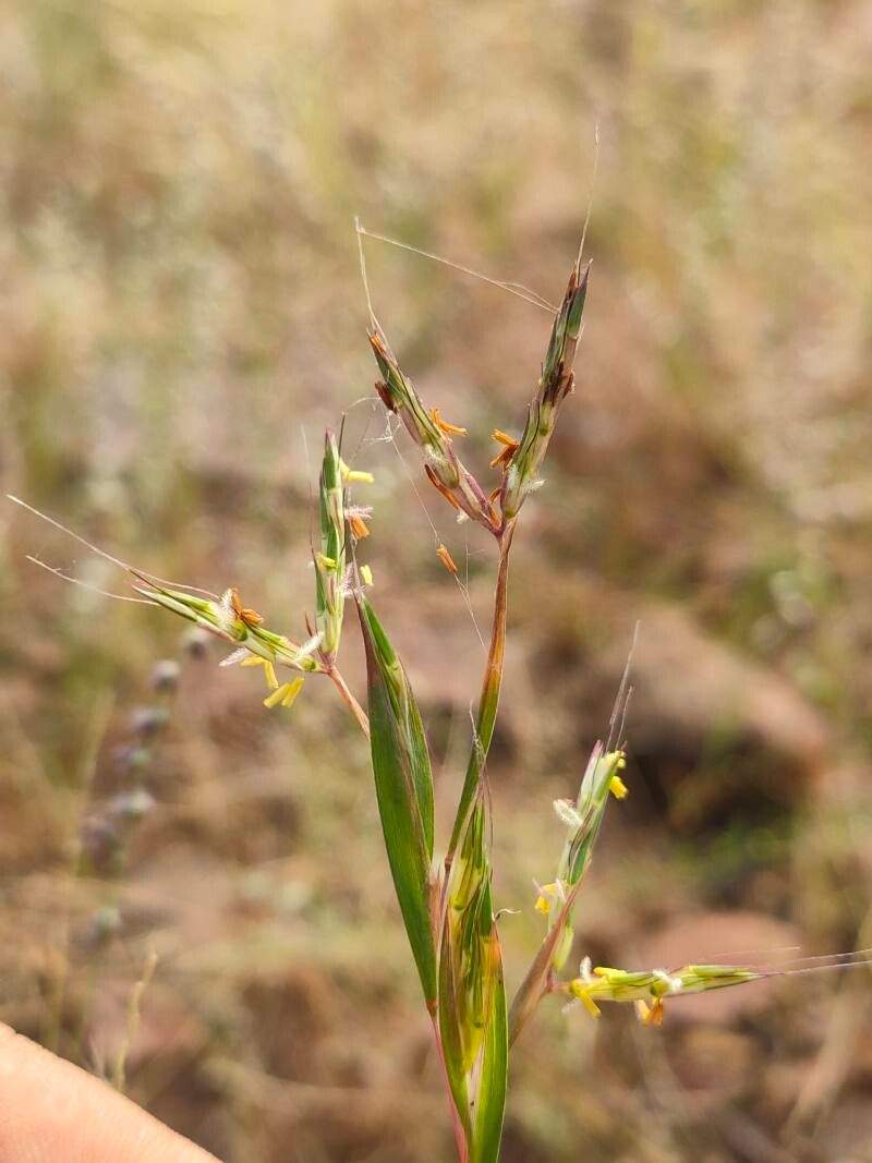 Andropogon pumilus — search result for 'Andropogon'
